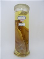 藏品(藍豬齒魚)的圖片